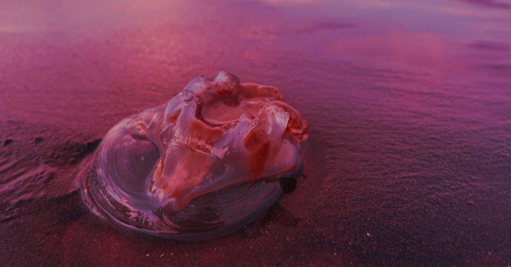 A mesmerizing close-up of a jellyfish on a pink shoreline during sunset, showcasing natural beauty.